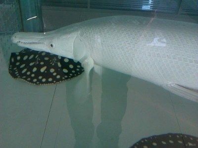 魟魚白膜：如何預防魟魚白膜