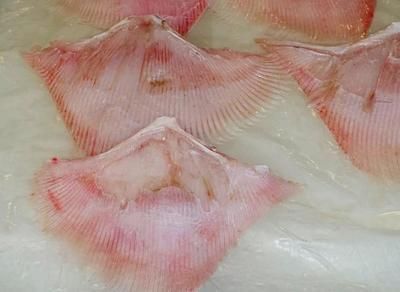 魟魚白膜：如何預防魟魚白膜