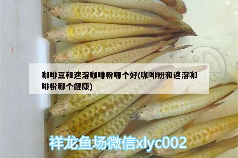 咖啡豆和速溶咖啡粉哪個好(咖啡粉和速溶咖啡粉哪個健康)