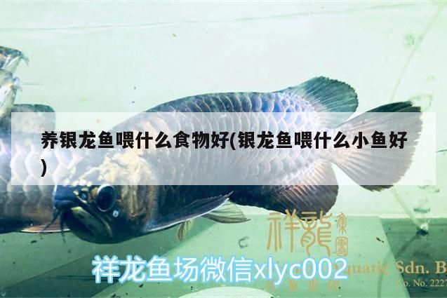 養(yǎng)銀龍魚喂什么食物好(銀龍魚喂什么小魚好)