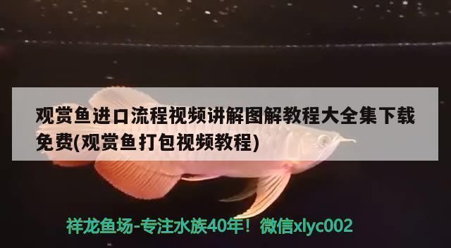 活體龍魚打包技巧vs祥龍魚場：活體龍魚打包技巧