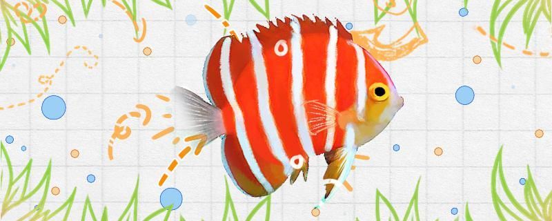 薄荷神仙魚好養(yǎng)嗎怎么養(yǎng) 薄荷神仙魚好養(yǎng)嗎怎么養(yǎng) 元寶鳳凰魚百科