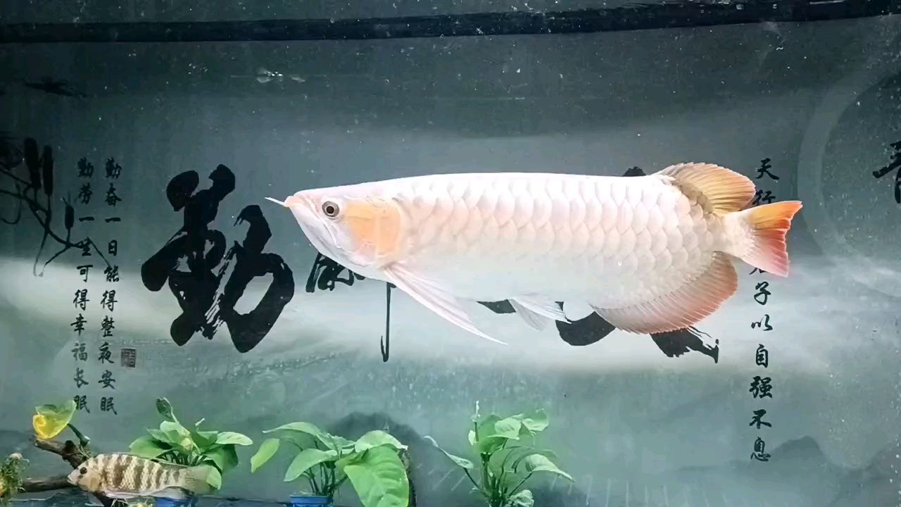 天冷，要加熱了。 天冷，要加熱了。 龍魚論壇