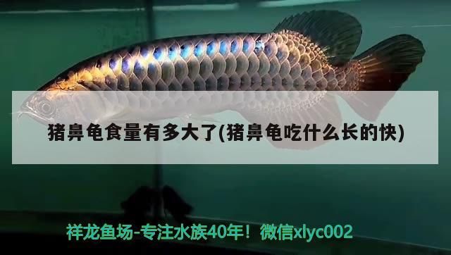 豬鼻龜食量有多大了(豬鼻龜吃什么長(zhǎng)的快)