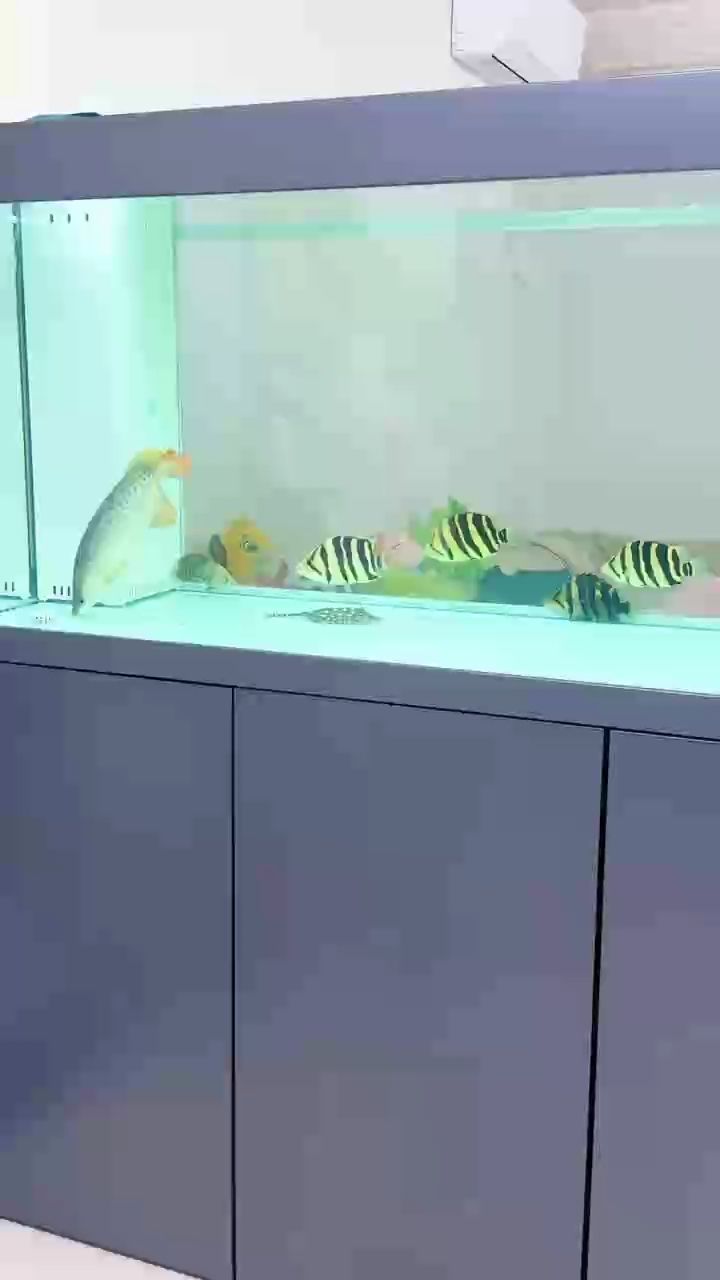 慢慢的已接近我想要的魚 魟魚