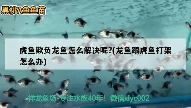 龍魚被欺負的吃不上飯怎么辦vs祥龍魚場：龍魚打架原因及解決方法 龍魚被欺負的吃不上飯怎么辦vs祥龍魚場：龍魚打架原因及解決方法 vs祥龍魚場 第2張