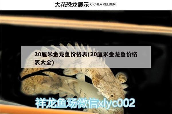 20公分過背金龍魚價格：20公分過背金龍魚價格信息：20公分過背金龍魚價格詳細(xì)信息