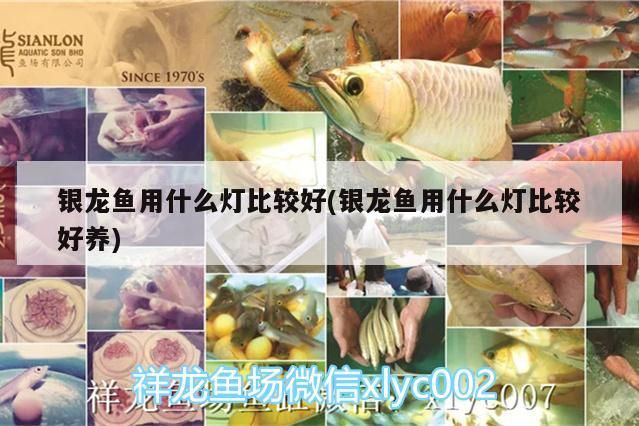 銀龍魚用什么燈比較好(銀龍魚用什么燈比較好養)
