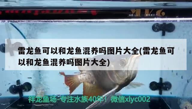 雷龍魚可以和龍魚混養嗎圖片大全(雷龍魚可以和龍魚混養嗎圖片大全) 雷龍魚可以和龍魚混養嗎圖片大全(雷龍魚可以和龍魚混養嗎圖片大全) 元寶鳳凰魚百科