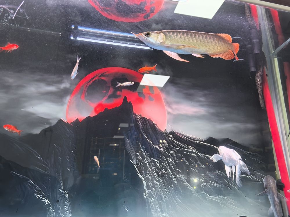 慢慢恢復(fù)慢慢養(yǎng)