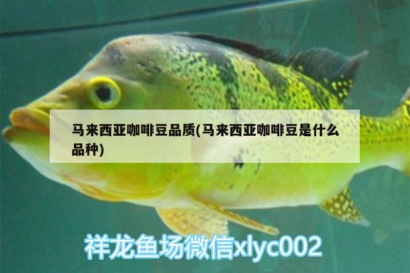 馬來西亞咖啡豆品質(馬來西亞咖啡豆是什么品種)