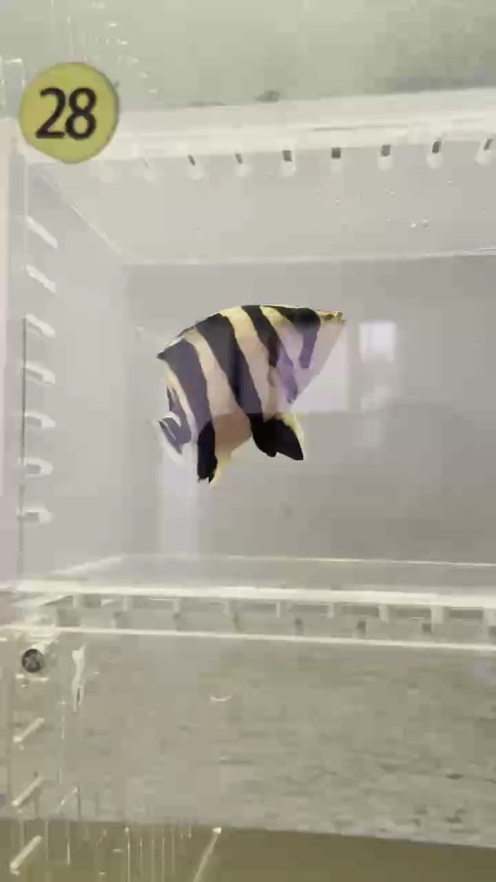 28號現貨18565386588