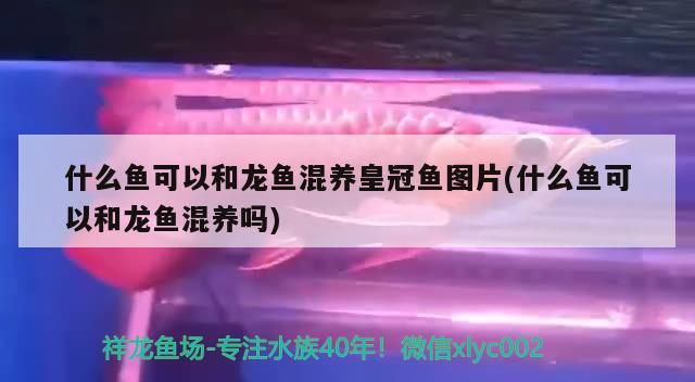 什么魚可以和龍魚混養皇冠魚圖片(什么魚可以和龍魚混養嗎)