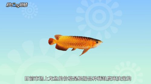 龍魚的喂養vs祥龍魚場：關于龍魚喂養的一些建議