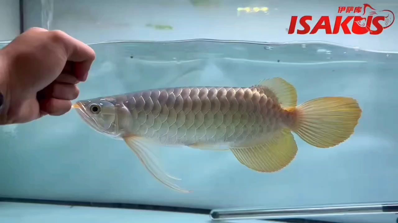鼓喉的紅龍，后臺留