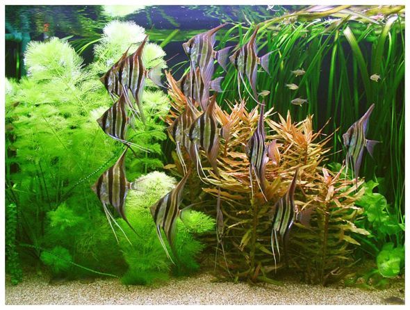 水族館是什么地方的景點(diǎn):上海水族館門票價(jià)格 水族館百科(水族館加盟) 第1張 水族館是什么地方的景點(diǎn):上海水族館門票價(jià)格 水族館是什么地方的景點(diǎn):上海水族館門票價(jià)格 水族館百科(水族館加盟) 第1張