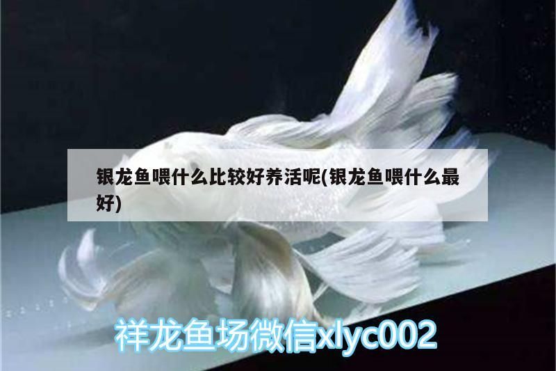 銀龍魚喂什么比較好養活呢(銀龍魚喂什么最好)