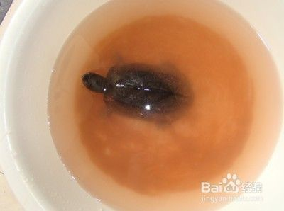 豬鼻龜腐皮腐甲怎么治：豬鼻龜爛甲腐皮怎么辦