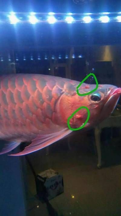 龍魚尾巴長包怎么回事vs祥龍魚場：龍魚尾巴長歪怎么辦