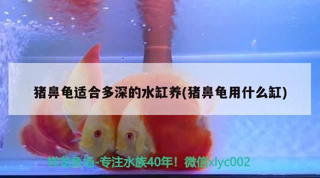 豬鼻龜適合多深的水缸養(豬鼻龜用什么缸)