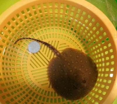 魟魚可以繁殖嗎有毒嗎能吃嗎：魟魚可以繁殖嗎