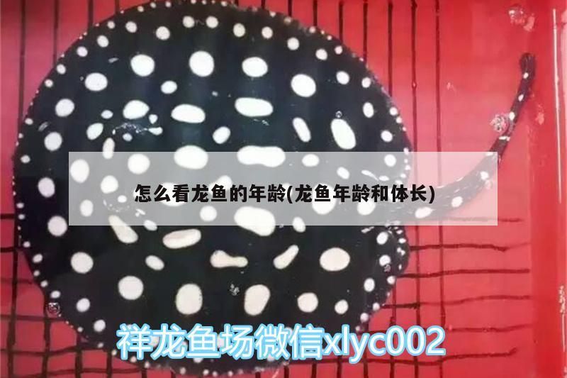 怎么看龍魚的年齡(龍魚年齡和體長)