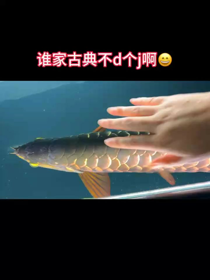 誰家古典不d個j啊