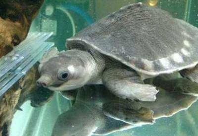 家養豬鼻龜：豬鼻龜怎么養