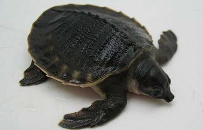 家養豬鼻龜：豬鼻龜怎么養