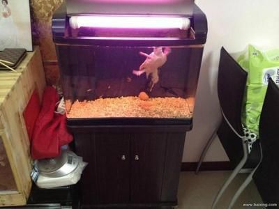 家養豬鼻龜：豬鼻龜怎么養 家養豬鼻龜：豬鼻龜怎么養 豬鼻龜百科 第4張