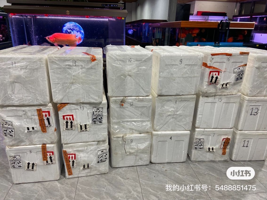 新到達(dá)的魚(yú)