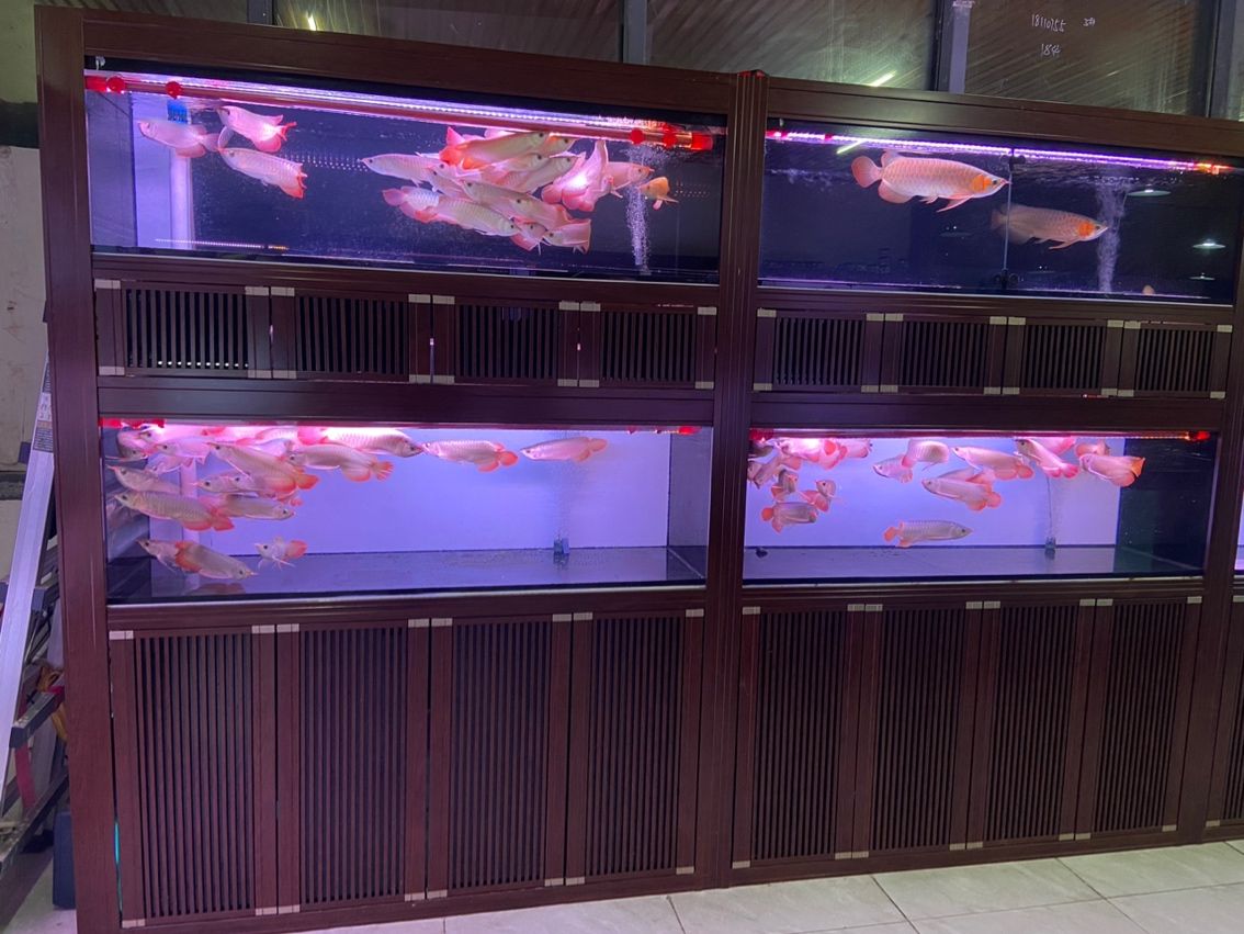 新到達(dá)的魚(yú)