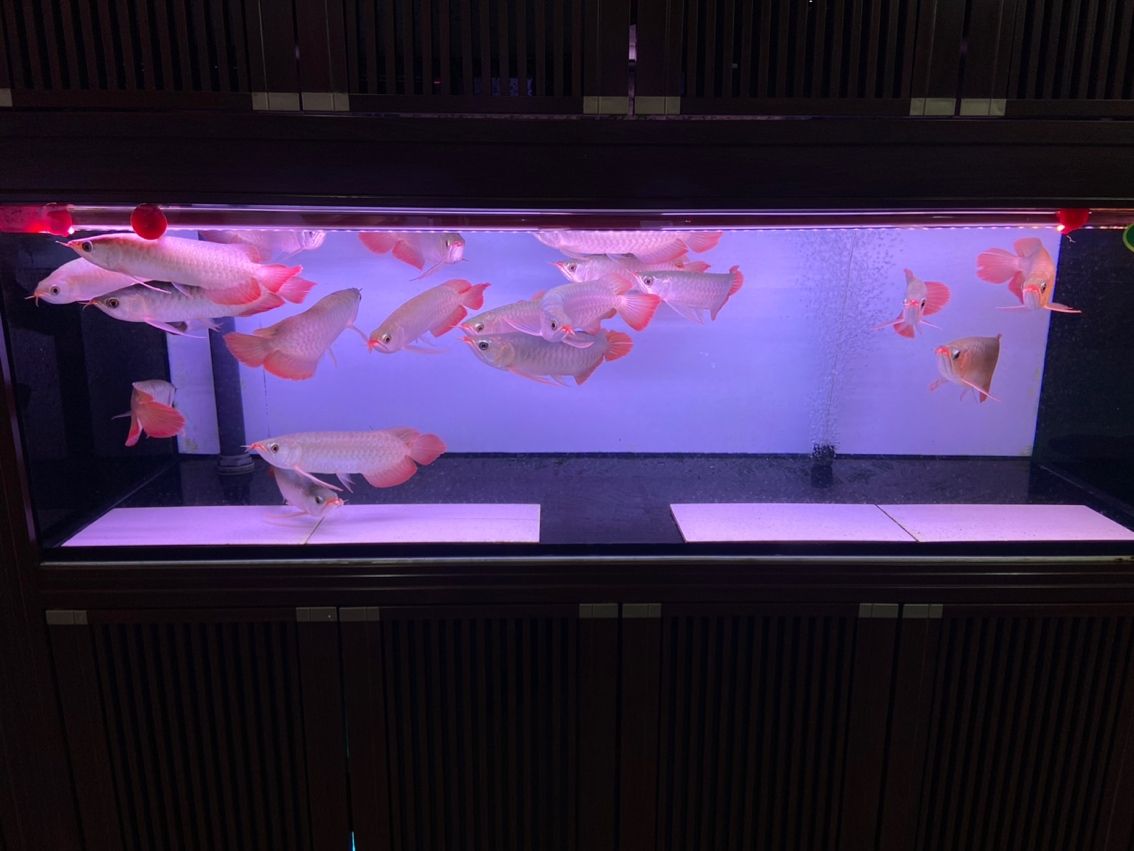 新到達(dá)的魚(yú)