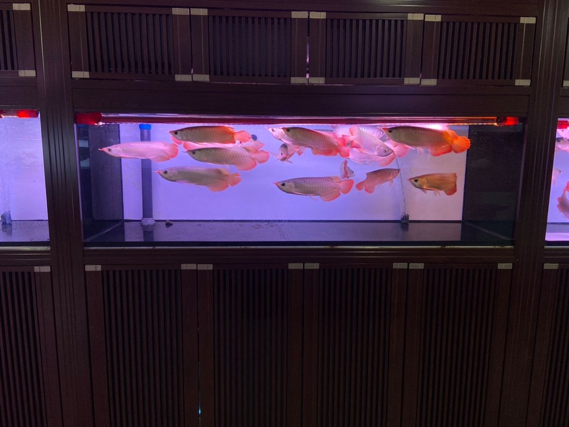 新到達(dá)的魚(yú)