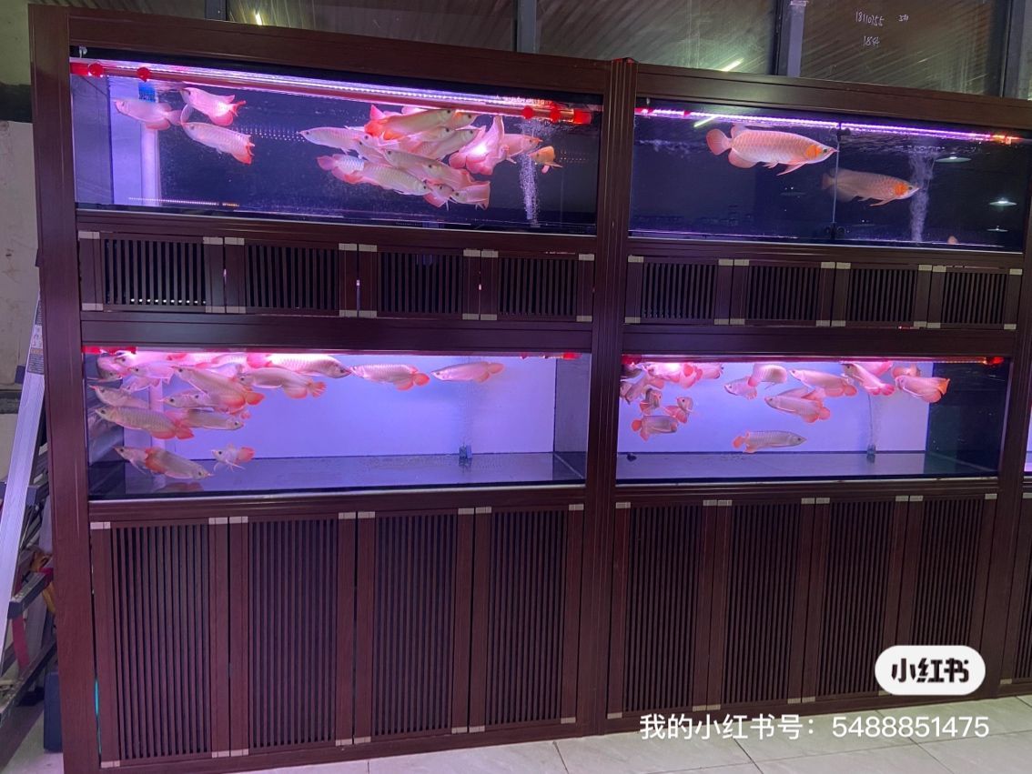 新到達(dá)的魚(yú)