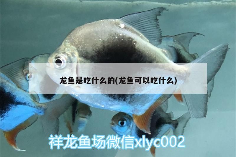 龍魚是吃什么的(龍魚可以吃什么)