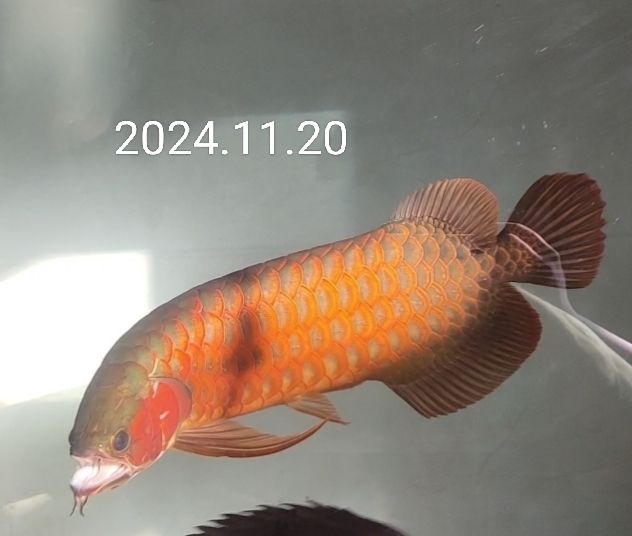 熱帶銀龍魚圖片大全高清(熱帶觀賞魚銀龍)
