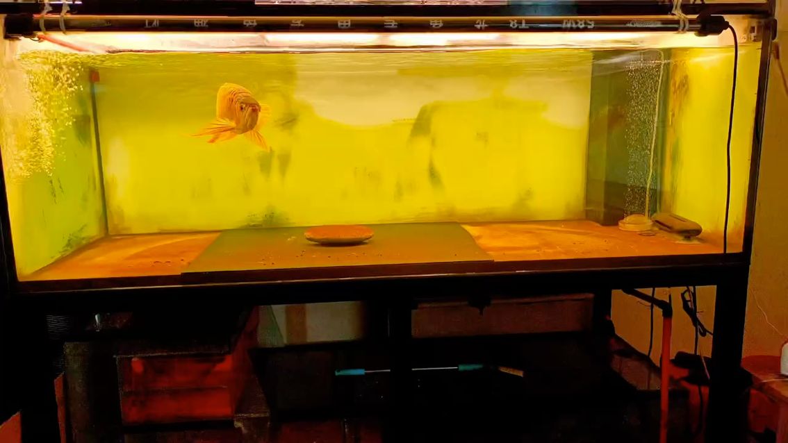 我的虎魚真菌感染了要怎么處理 11.21打卡 龍魚論壇 11.21打卡 11.21打卡 龍魚論壇