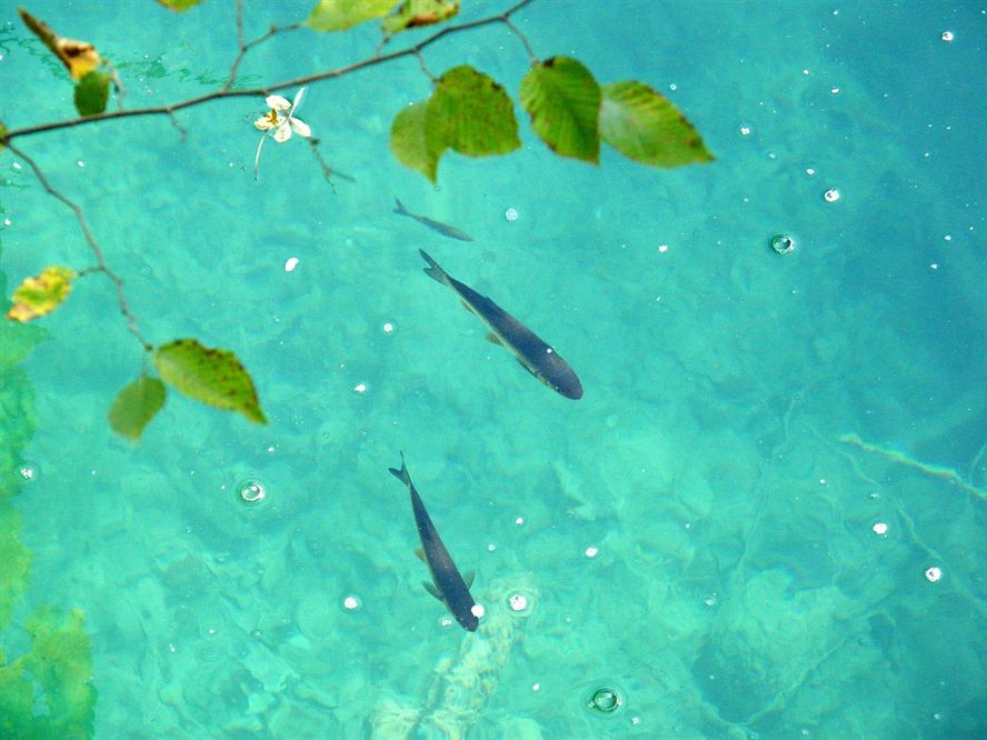 三十度的水養什么魚（三十度的水養什么魚好）