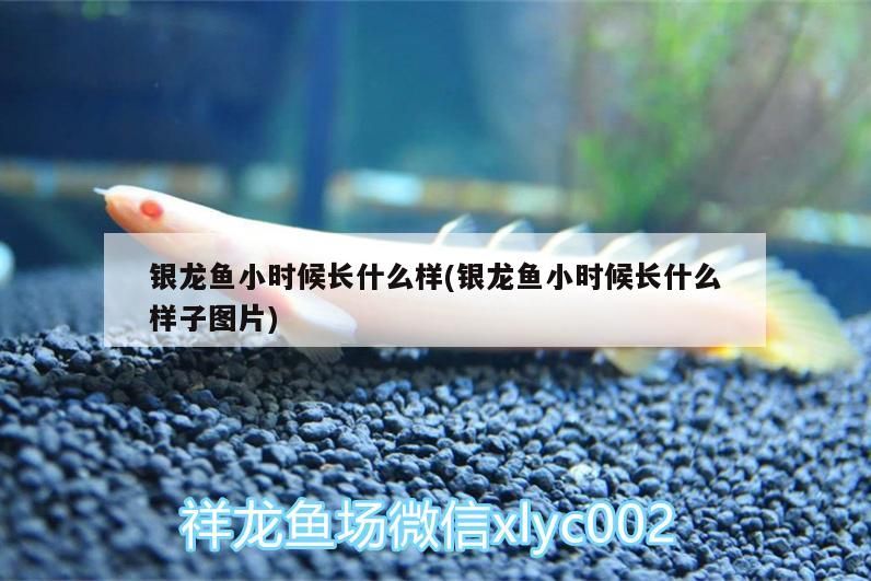 銀龍魚小時候長什么樣(銀龍魚小時候長什么樣子圖片)