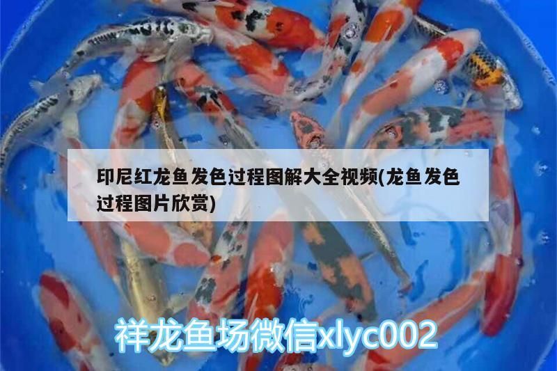 印尼紅龍魚發色過程圖解大全視頻(龍魚發色過程圖片欣賞)