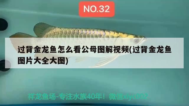過背金龍魚怎么看公母圖解視頻(過背金龍魚圖片大全大圖) 過背金龍魚怎么看公母圖解視頻(過背金龍魚圖片大全大圖) 金龍魚百科