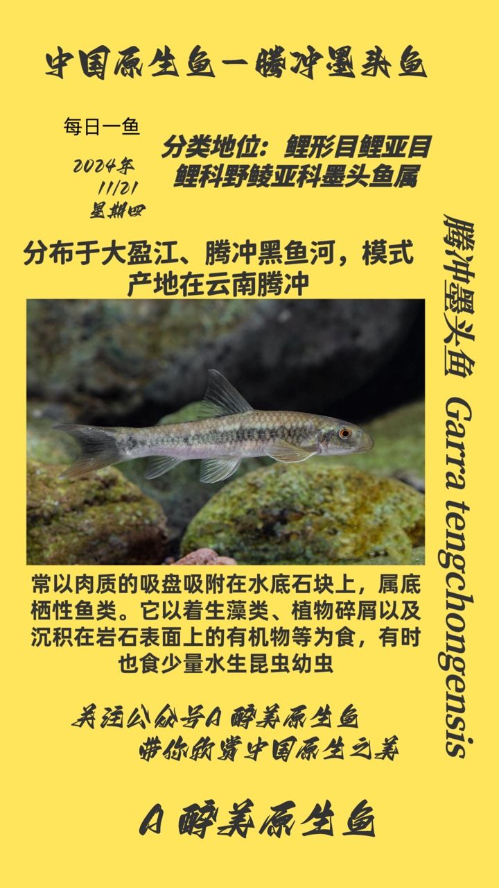 騰沖墨頭魚