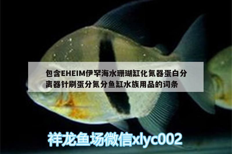 包含EHEIM伊罕海水珊瑚缸化氮器蛋白分離器針刷蛋分氮分魚缸水族用品的詞條