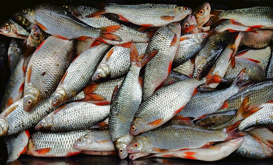 魚日本動畫百度云（魚 百度云）
