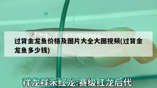 過(guò)背金龍魚價(jià)格及圖片大全大圖視頻(過(guò)背金龍魚多少錢)