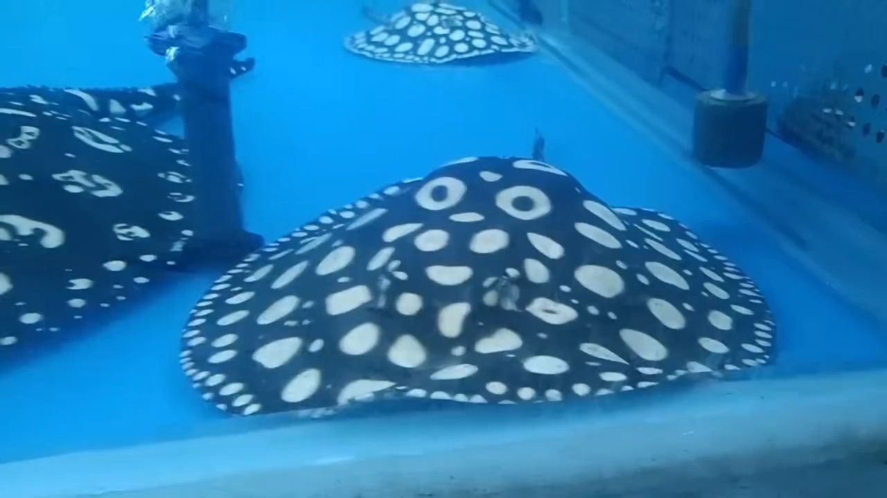 入大缸