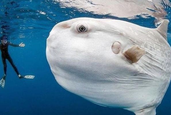 水族館中的魚算不算一個種群（《和平精英》水族館中的魚是否算作一個種群，這是一個值得探討的問題） 水族館中的魚算不算一個種群（《和平精英》水族館中的魚是否算作一個種群，這是一個值得探討的問題） 水族館百科（水族館加盟） 第2張