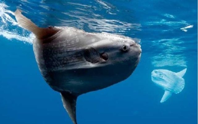水族館中的魚算不算一個種群（《和平精英》水族館中的魚是否算作一個種群，這是一個值得探討的問題） 水族館中的魚算不算一個種群（《和平精英》水族館中的魚是否算作一個種群，這是一個值得探討的問題） 水族館百科（水族館加盟） 第5張