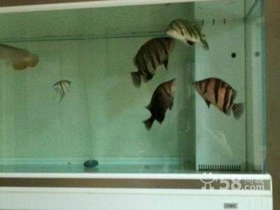 三文虎多少錢一條：三文虎多少錢一條， 三文虎多少錢一條：三文虎多少錢一條， 虎魚百科 第2張